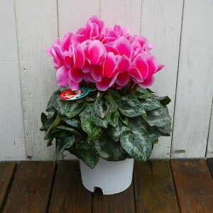 VN i18 5 Ε v[g Mtg  A 251125