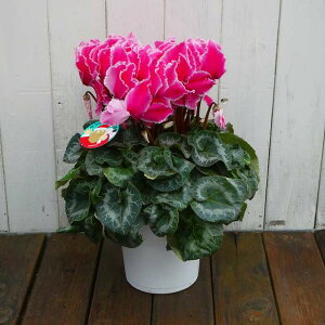 VN i19 5 Ε v[g Mtg  A 251125