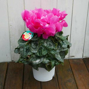 VN i20 5 Ε v[g Mtg  A 251125