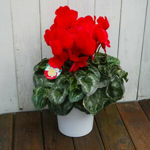 VN i21 5 Ε v[g Mtg  A 251125