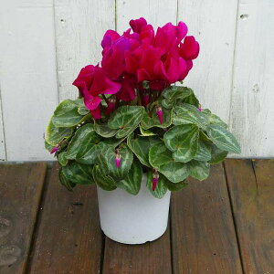 VN i21-1 4 Ε v[g Mtg  A 251125