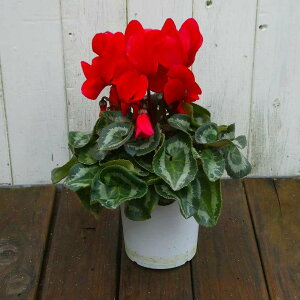 VN i23 4 Ε v[g Mtg  A 251125