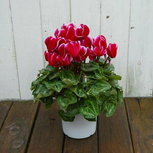 VN i24 4 Ε v[g Mtg  A 251125