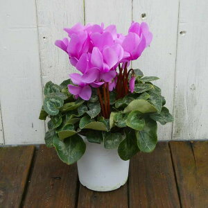 VN i25 4 Ε v[g Mtg  A 251125