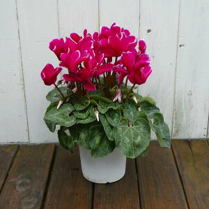 VN i26 4 Ε v[g Mtg  A 251125