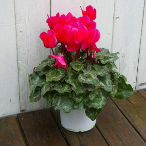 VN i27 4 Ε v[g Mtg  A 251125