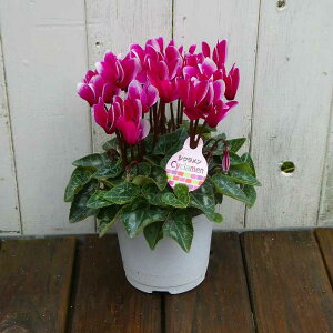 VN i29 4 Ε v[g Mtg  A 251125