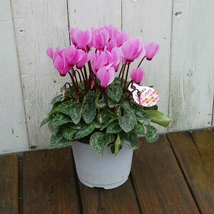 VN i31 4 Ε v[g Mtg  A 251125