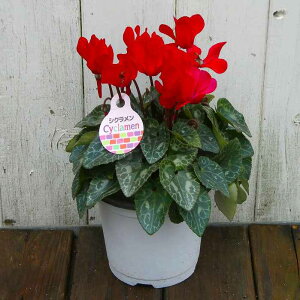 VN i32 4 Ε v[g Mtg  A 251125