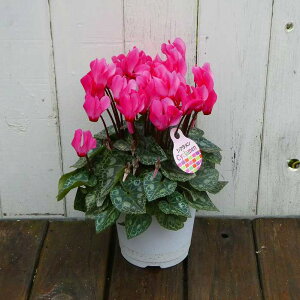 VN i33 4 Ε v[g Mtg  A 251125