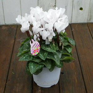 VN i34 4 Ε v[g Mtg  A 251125