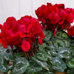 VN A }JVR 5 ÐԐF Ε v[g Mtg i35 251125