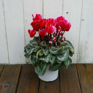 VN i22 4 Ε v[g Mtg  A 251125