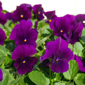 rI c ނ炳  3.5 ~̉ԕc Ԓdc Ԓdc 251127