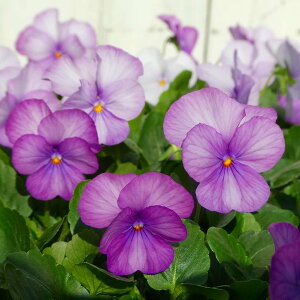 rI c x_[u[ 3.5 ~̉ԕc Ԓdc Ԓdc 251127