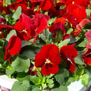 rI c XJ[bg ԉ 3.5 ~̉ԕc Ԓdc Ԓdc 251127