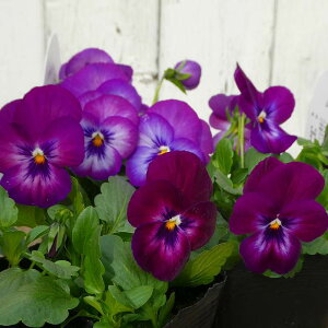 pW[ c 悭炭X~ JVX c 3.5 rI   ~̉ԕc Ԓdc Ԓdc 251127