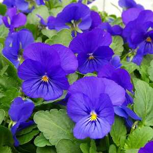 rI c gD[u[  3.5 ~̉ԕc Ԓdc Ԓdc 251127