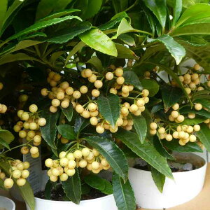   {Xv~Av~AzCg 4 c   251127