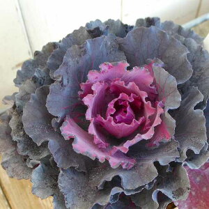 tO c Vo[ ߂ 3.5 t Ԓdc ~̉ԁ@251128