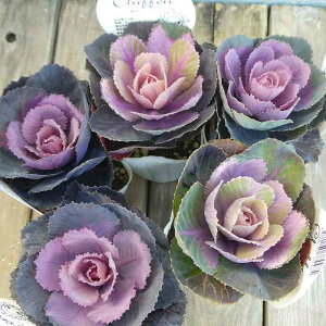 ~jtO c G J VtH 2.5  ~Ԓd@251128