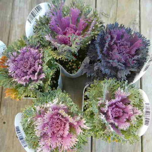 ~jtO c G J ObZ ؂t 2.5  ~Ԓd@251128