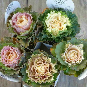 ~jtO c G J ~N 2.5  ~Ԓd@251128