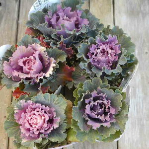 ~jtO c G J t 2.5  ~Ԓd@251128