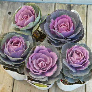 ~jtO c G J VR 2.5  ~Ԓd@251128