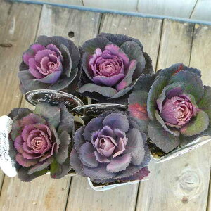 ~jtO c G J ubN 2.5  ~Ԓd@251128