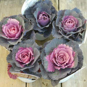 ~jtO c G J r^[ 2.5  ~Ԓd@251128