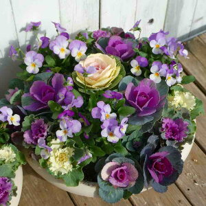 񂹐A i6 tO ~̉ t܂ō炭 a30cm  Mtg Ε  251129