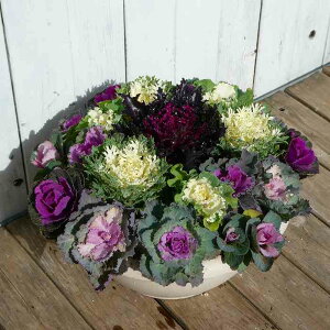 񂹐A i15 tO ~̉ t܂ō炭 a30cm  Mtg Ε  251129