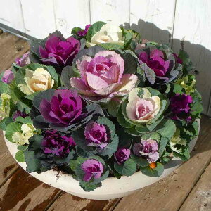 񂹐A i30 tO ~̉ t܂ō炭 a30cm  Mtg Ε @251130