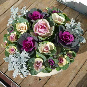 񂹐A i9 tO ~̉ t܂ō炭 a30cm  Mtg Ε  251130