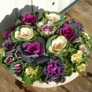 񂹐A i10 tO N Ε  t܂ō炭 a30cm  251201