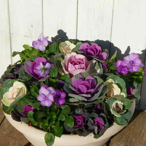 񂹐A i5 tO N Ε  t܂ō炭 a30cm  251201