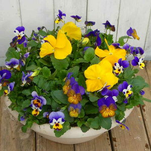 񂹐A i2 rI  Mtg Ε ~̉ t܂ō炭 a30cm  251202