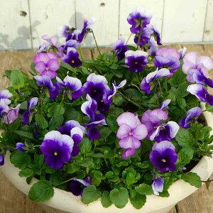 񂹐A i20 rI  Mtg Ε ~̉ t܂ō炭 a30cm  251202