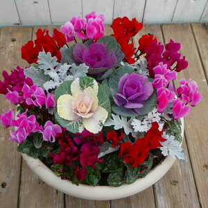 񂹐A ~̉ i11 K[fVN tO@ a30cm Ε  ɋ 251202