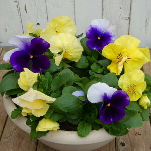 񂹐A ~̉ i12 pW[ t܂ō炭 a30cm ɋ 251202