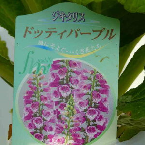 �W�L�^���X �c �h�b�e�B�p�[�v�� 3.5�� �ϊ��� �H�A�� �t�̉� �h���� �W�M�^���X 251203