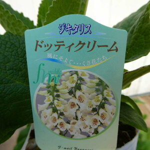 �W�L�^���X �c �h�b�e�B�N���[�� 3.5�� �ϊ��� �H�A�� �t�̉� �h���� �W�M�^���X 251203