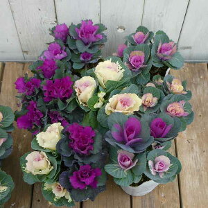 ~jtO c 7Zbg 3 񂹐AɍœK 251203