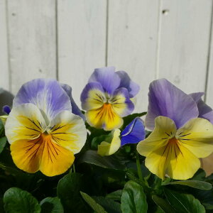 pW[ c veBEVg u[i 3.5|bg ~̉Ԓdc 251118