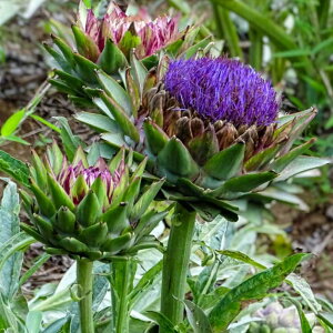 A[eB`[N oCIbgO[u c 3.5 n[u  AU~ R쑐 CObVK[f 251104