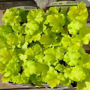 q[P c CbL[ 3.5|bg c{TS A R쑐 h ϊ 251106