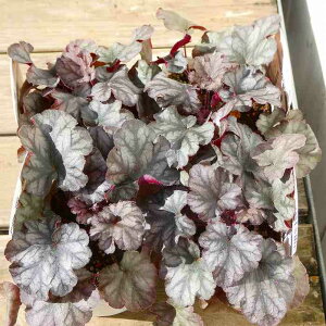 q[P c nEbh 3.5|bg c{TS A R쑐 h ϊ 251104