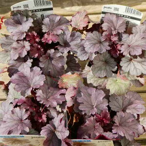 q[P c ~m 3.5|bg c{TS A R쑐 h 251104