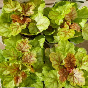 q[P c gELE 3.5|bg c{TS A R쑐 h 251104